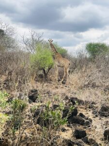 Safari in Maasiland Kenya